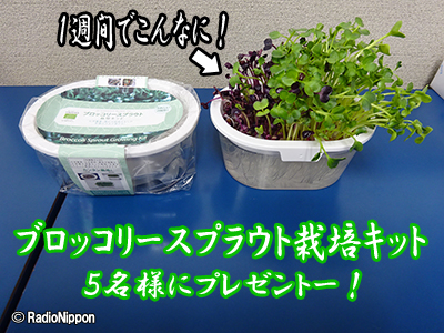 ブロッコリー