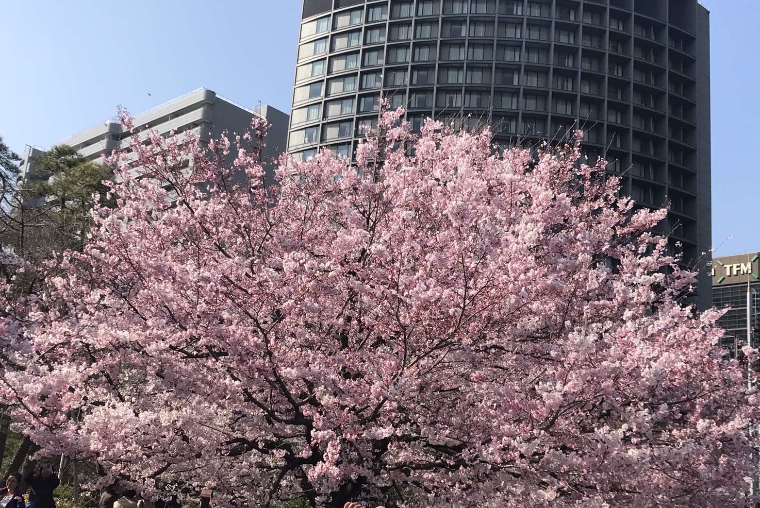 桜